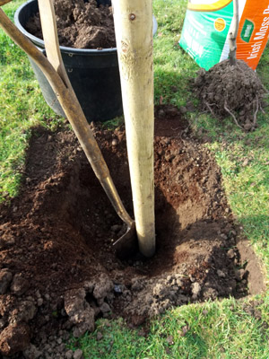 cutting turf to plant a tree