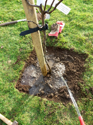 cutting turf to plant a tree