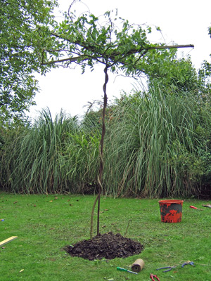 training-a-standard-Wisteria