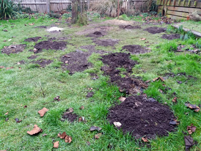 mole damaged lawn