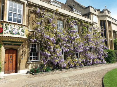 Wisteria, Corpus Christi College Cambridge