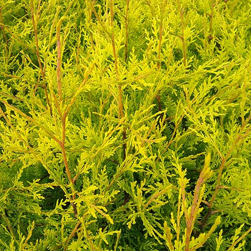 buy Leylandii hedging