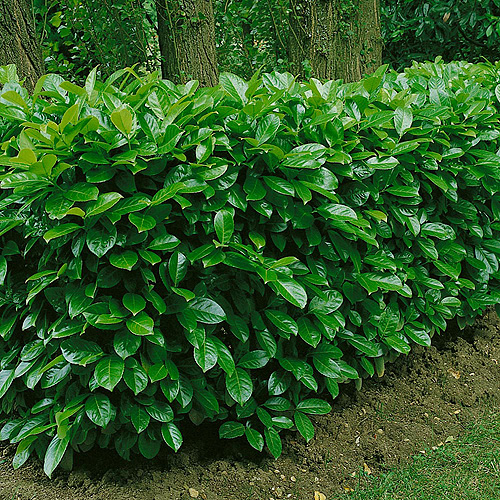 buy beech hedging