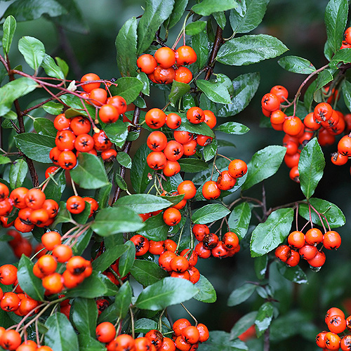 buy Pyracantha