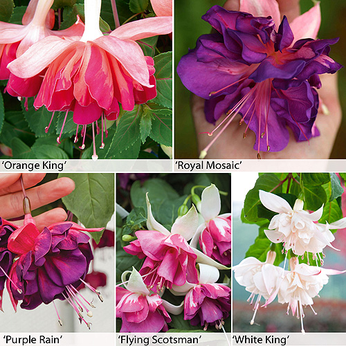 buy Half hardy Fuchsia