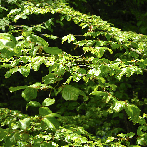 Buy box plants, hedging and topiary