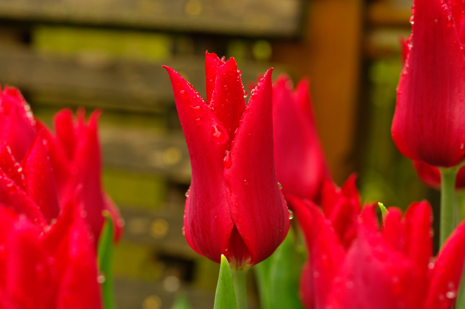 Tulip bulbs for the garden and for containers, varieties, care and ...