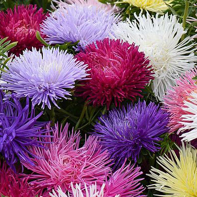 Asters, flowering perennial - seeds and plants for sale