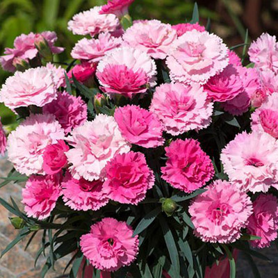 Dianthus - Carnations, Pinks, flowering perennial - Garden Plants for Sale